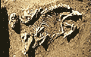 Cambrian Archaeology